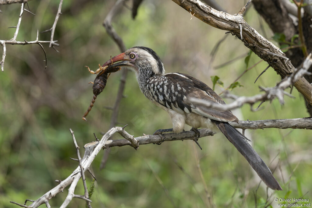 Calao d'Afrique du Sudadulte, identification, régime, mange