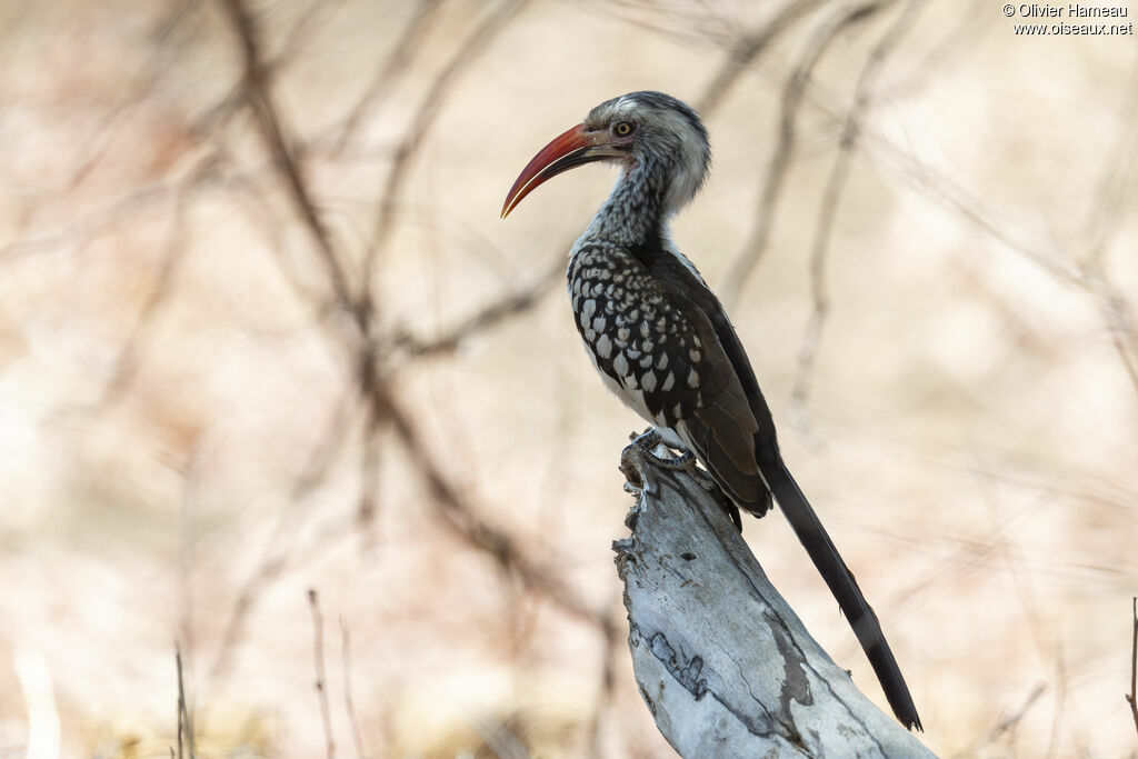 Calao d'Afrique du Sud, identification