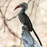 Calao d'Afrique du Sud