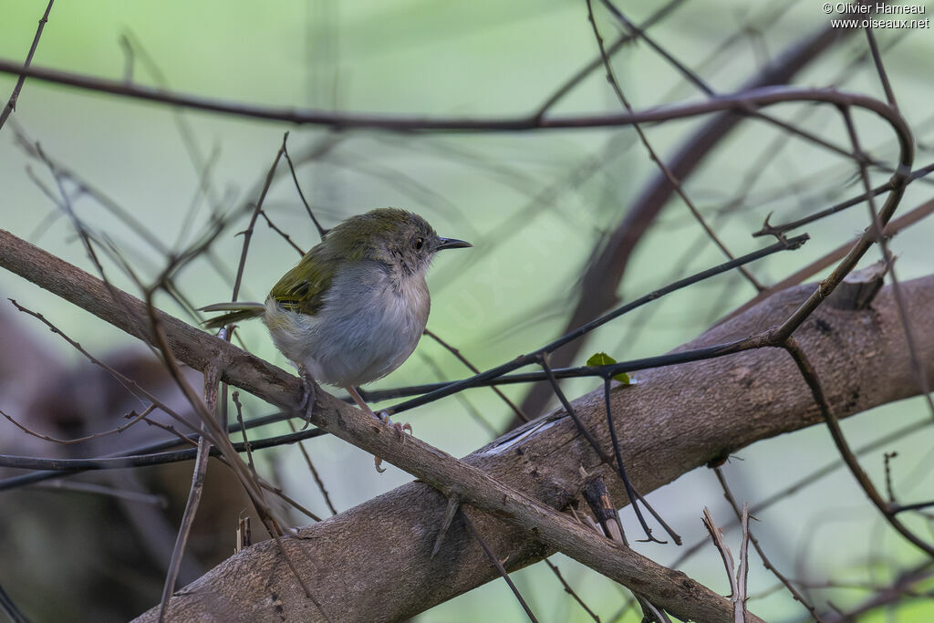 Camaroptère à tête grise
