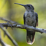 Campyloptère à ventre gris