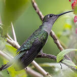 Campyloptère à ventre gris
