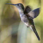 Campyloptère à ventre gris