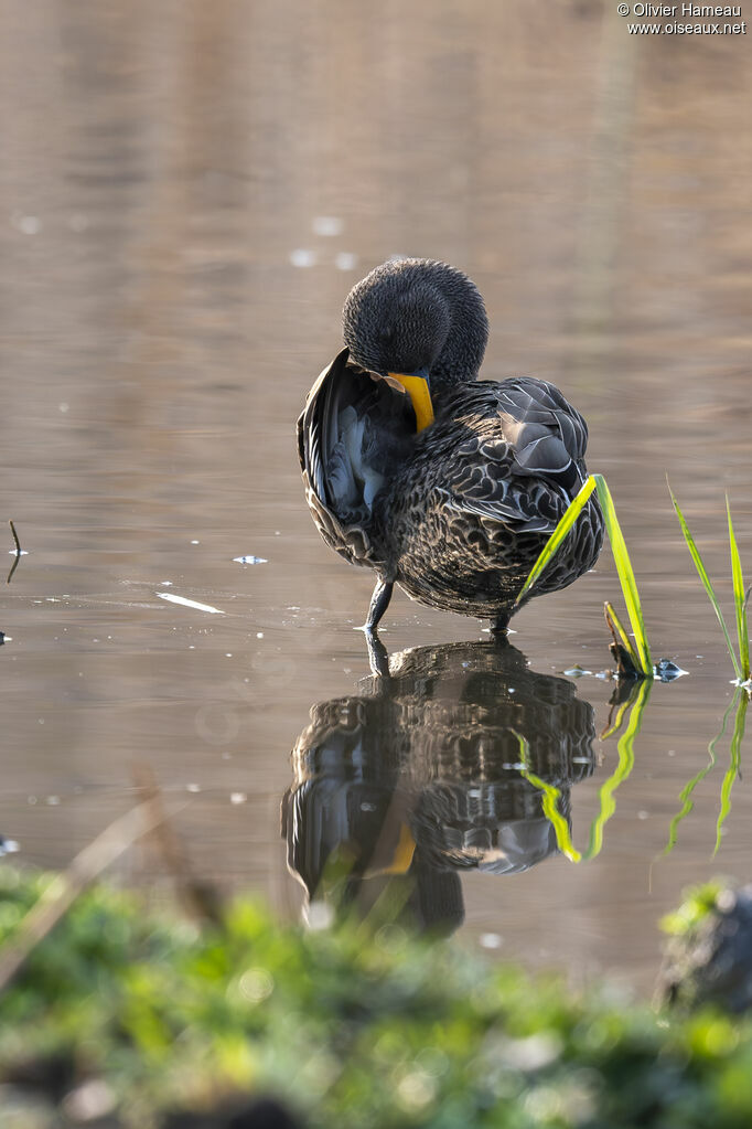 Canard à bec jaune, soins