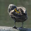 Canard à bec jaune