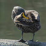 Canard à bec jaune