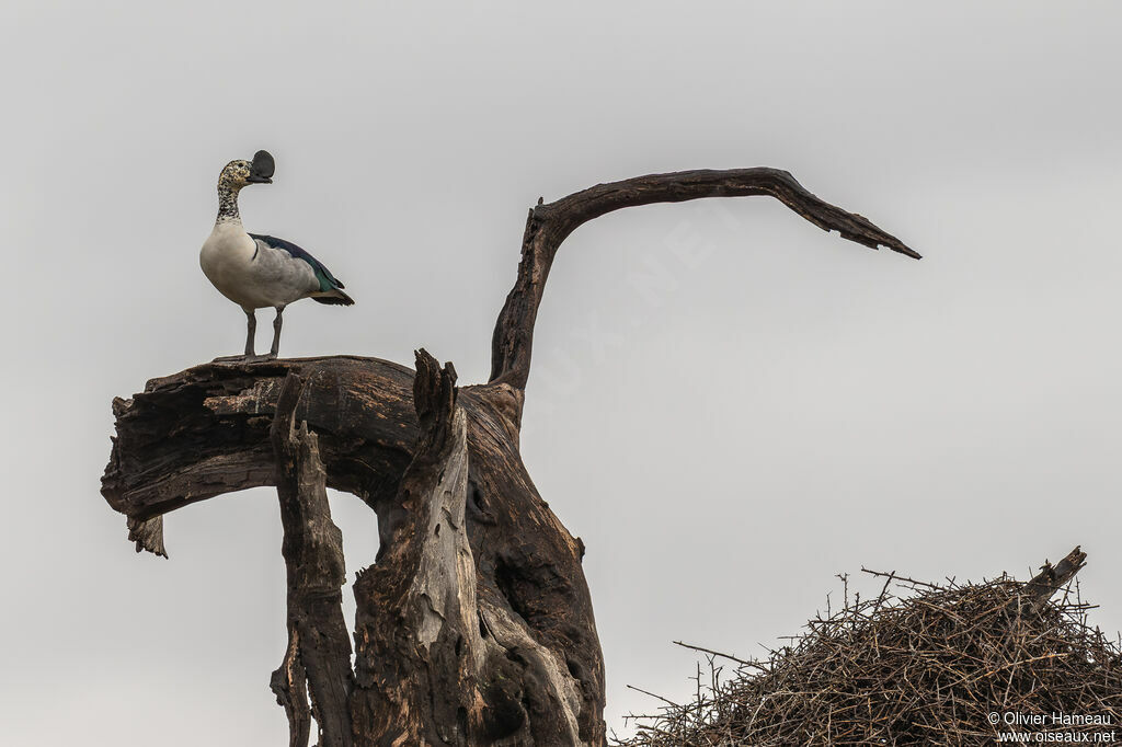 Canard à bosse mâle adulte, Nidification
