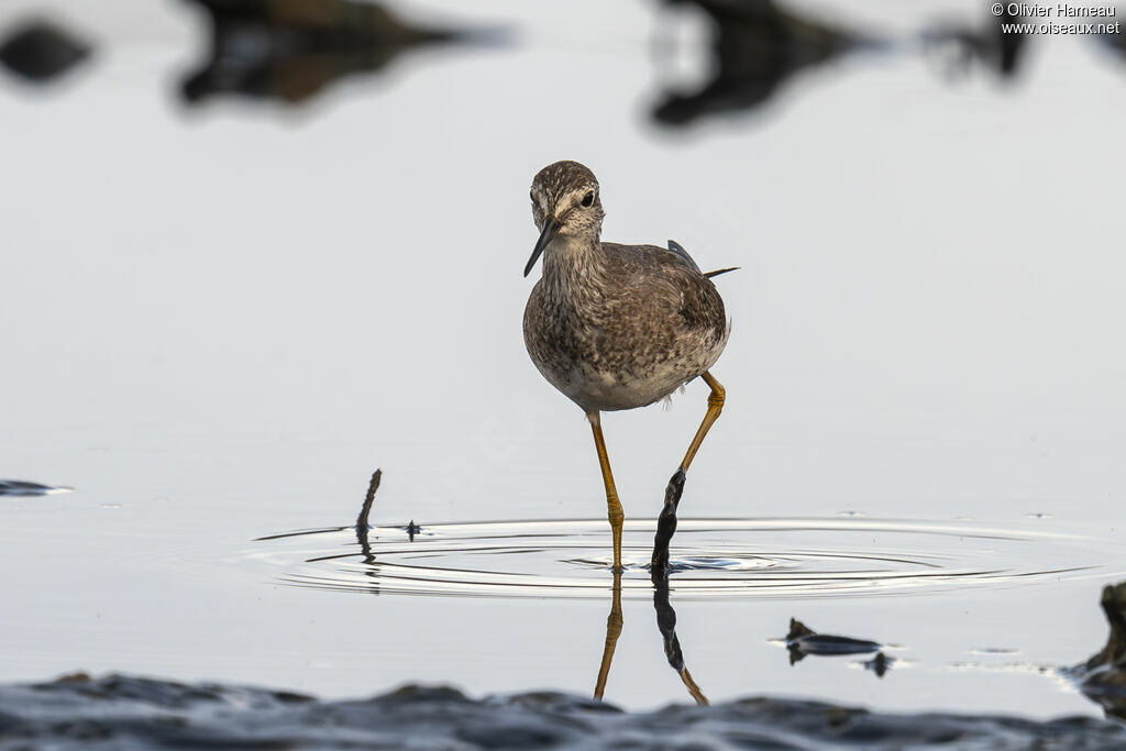 Lesser Yellowlegs
