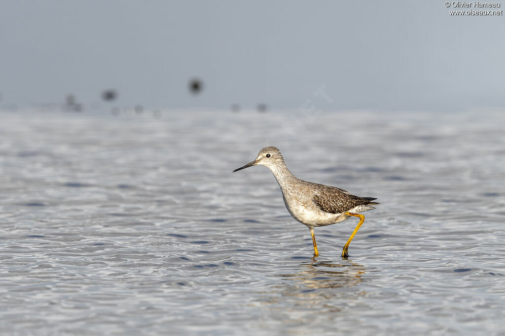 Lesser Yellowlegs