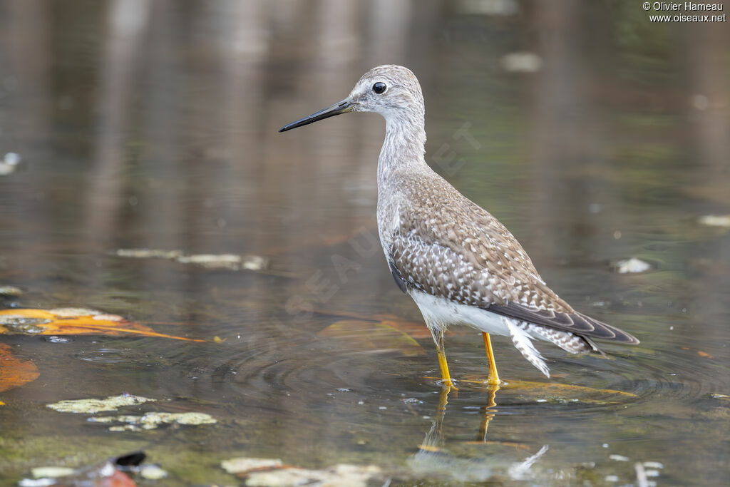 Lesser Yellowlegs