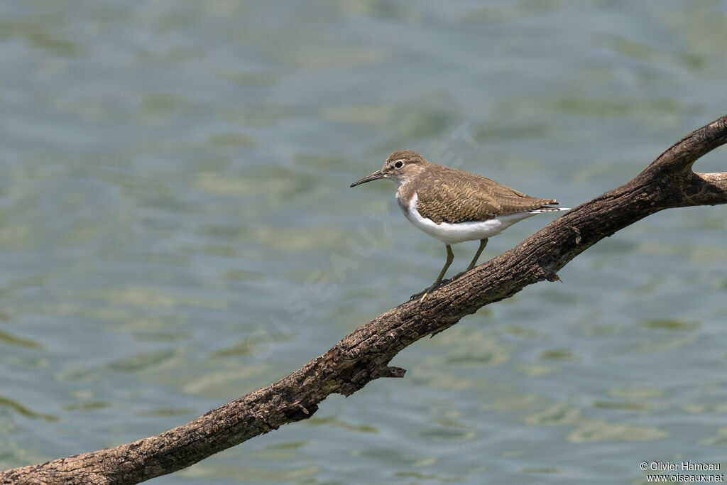 Common Sandpiperimmature, identification