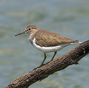 Common Sandpiper