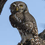 Chevêchette perlée