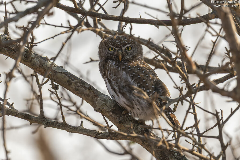 Chevêchette perlée, identification