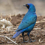 Choucador à oreillons bleus