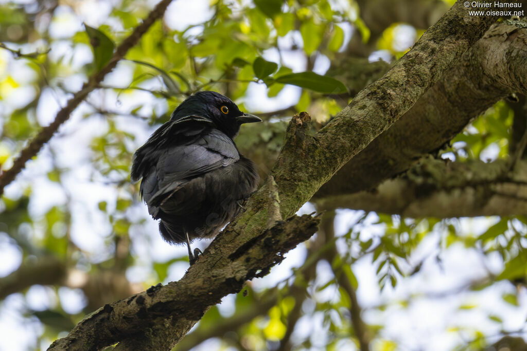 Choucador à ventre noir