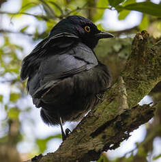 Choucador à ventre noir