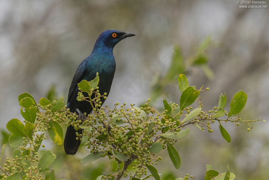Choucador à ventre noir