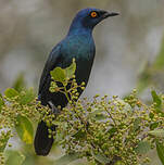 Choucador à ventre noir