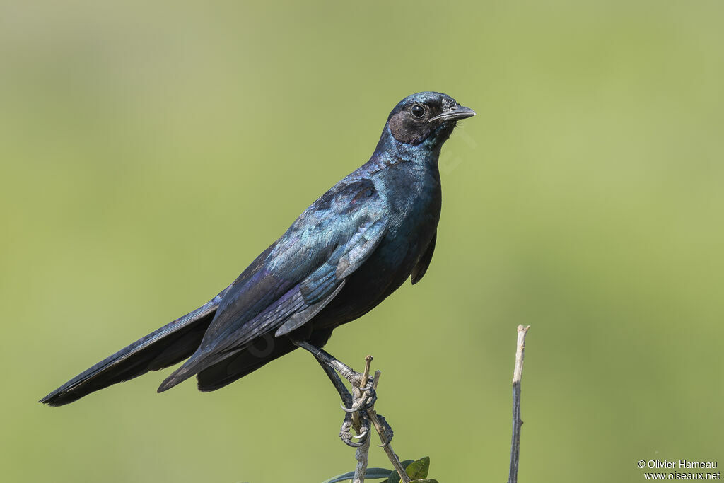 Burchell's Starlingadult, identification