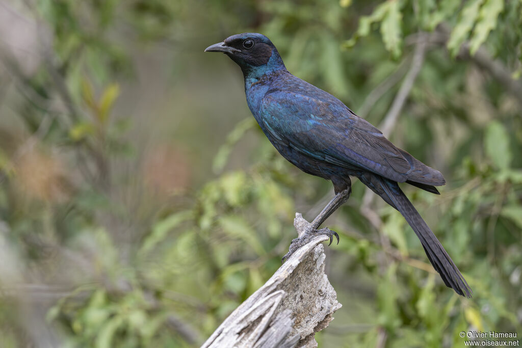 Burchell's Starlingadult, identification
