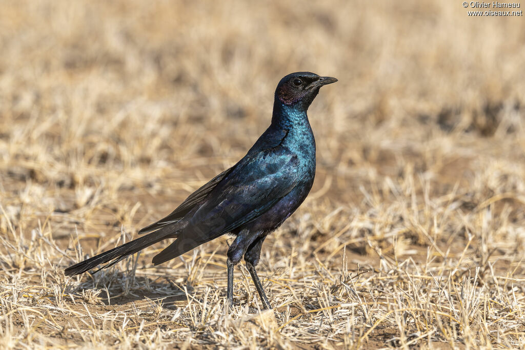 Choucador de Burchell, identification