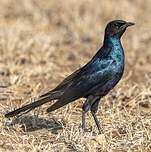 Choucador de Burchell