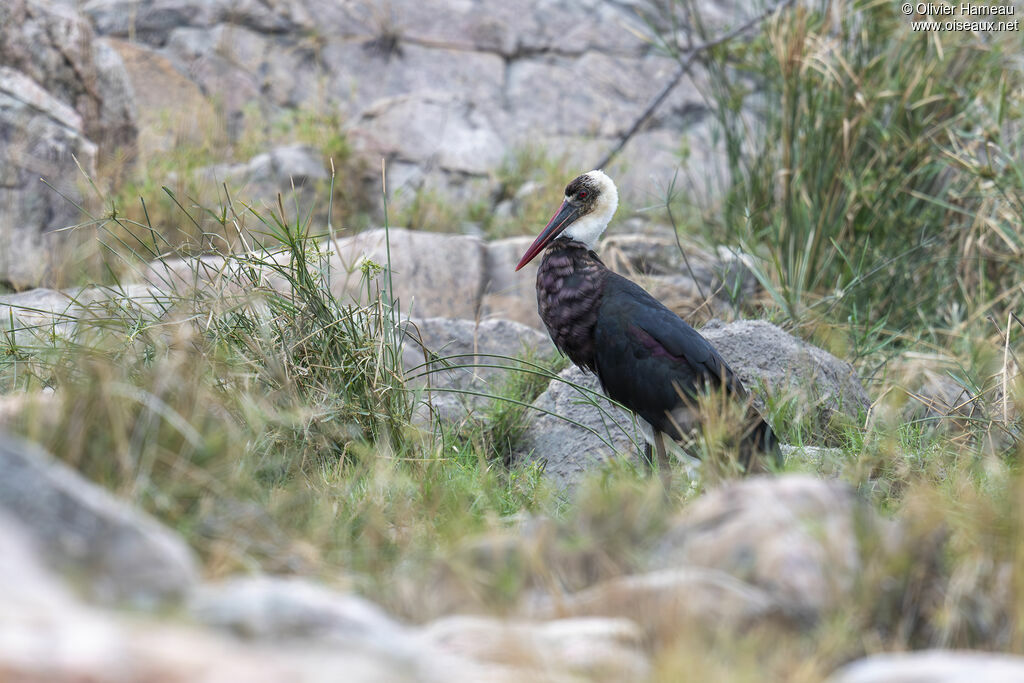 Cigogne épiscopaleadulte, habitat
