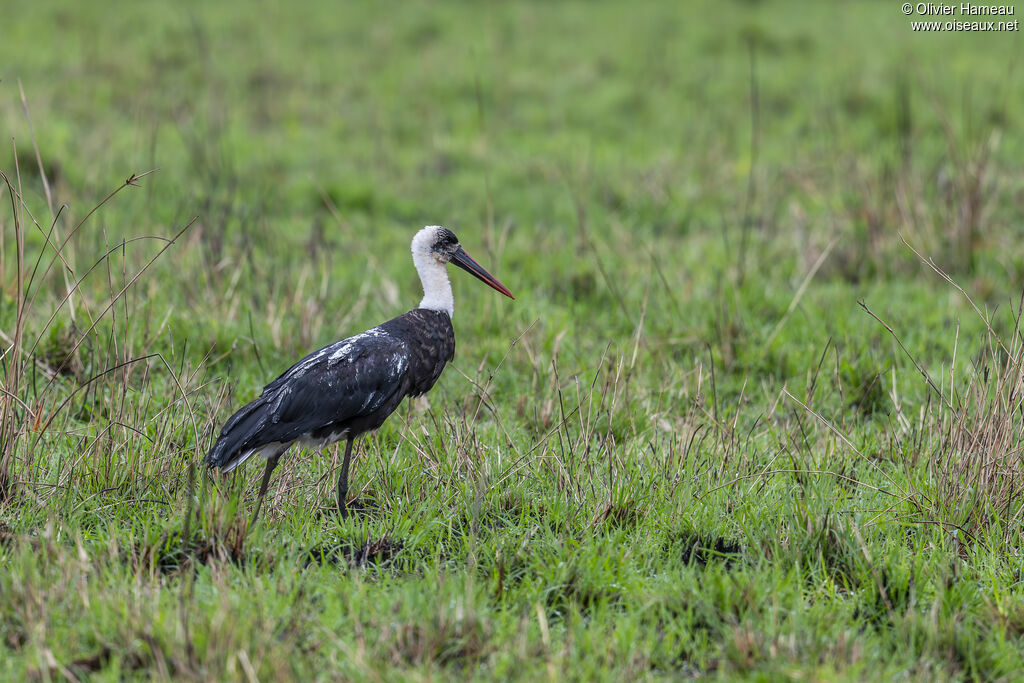 Cigogne épiscopaleadulte, identification