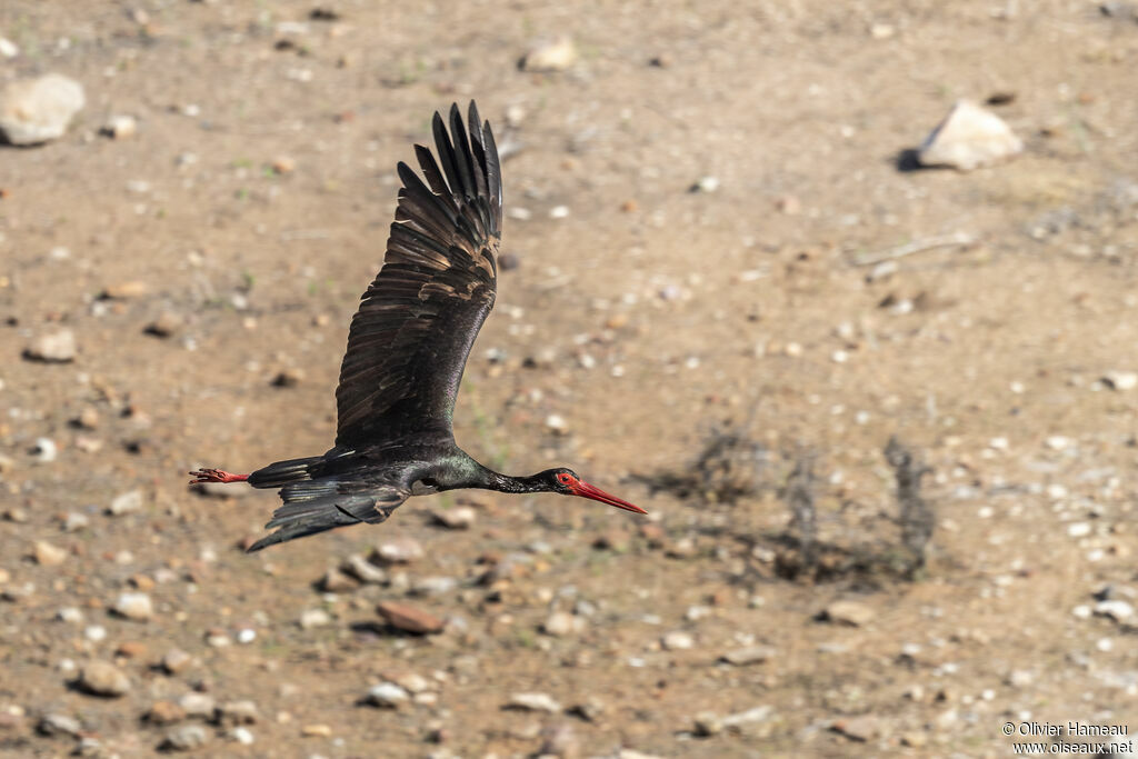 Cigogne noiresubadulte, Vol