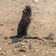 Cigogne noire