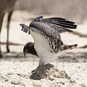 Black-chested Snake Eagle