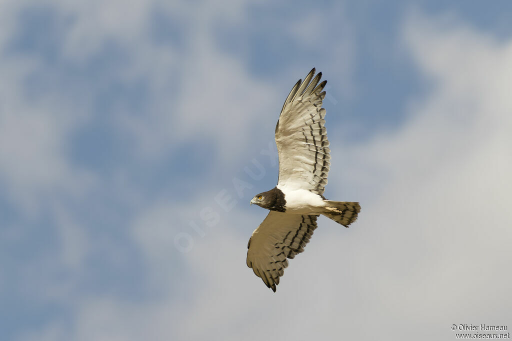 Black-chested Snake Eagleadult, Flight
