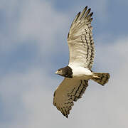 Black-chested Snake Eagle