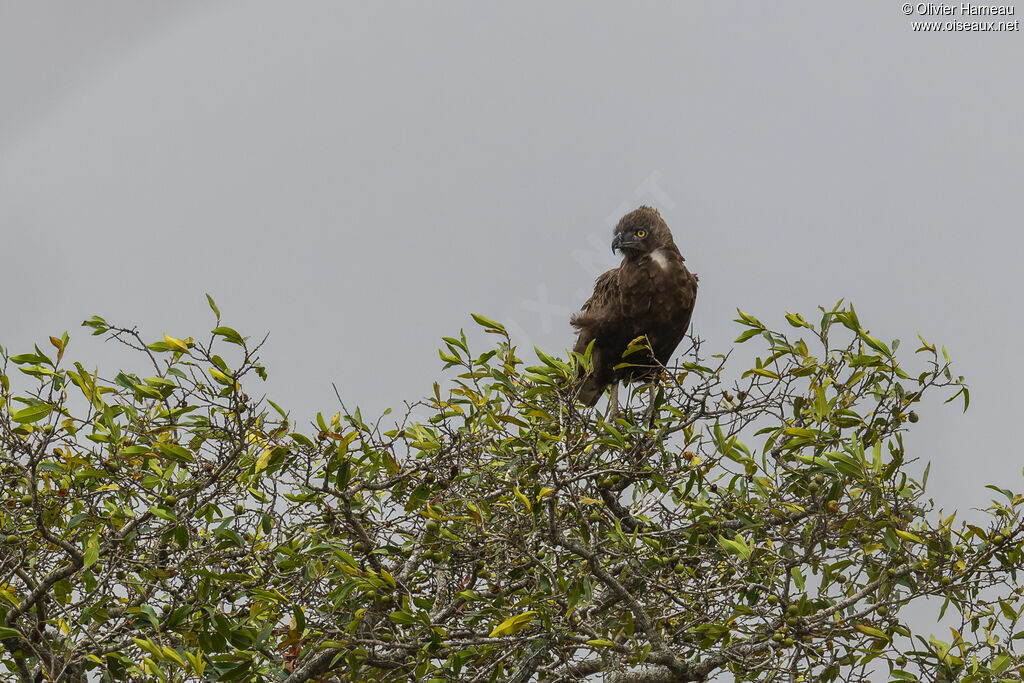 Circaète brun, identification