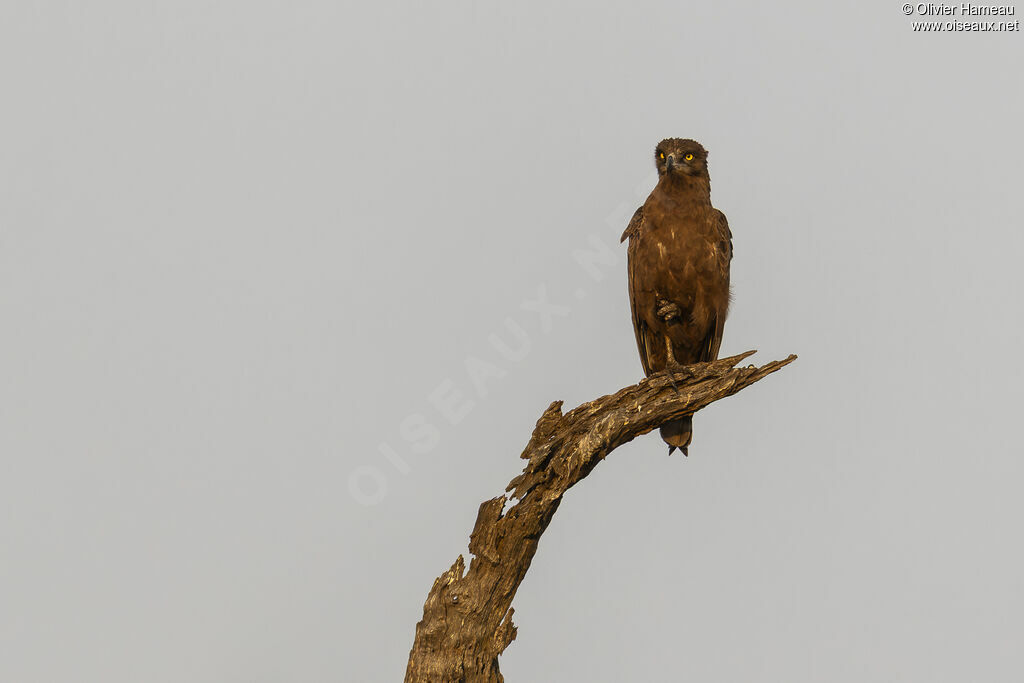 Circaète brun, identification