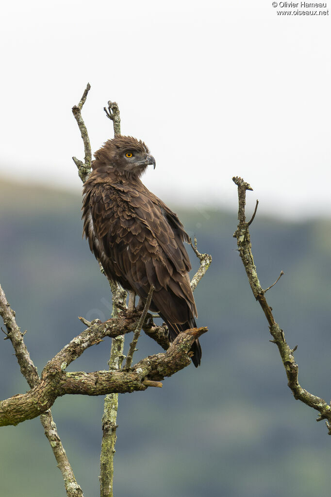 Circaète brunadulte, identification