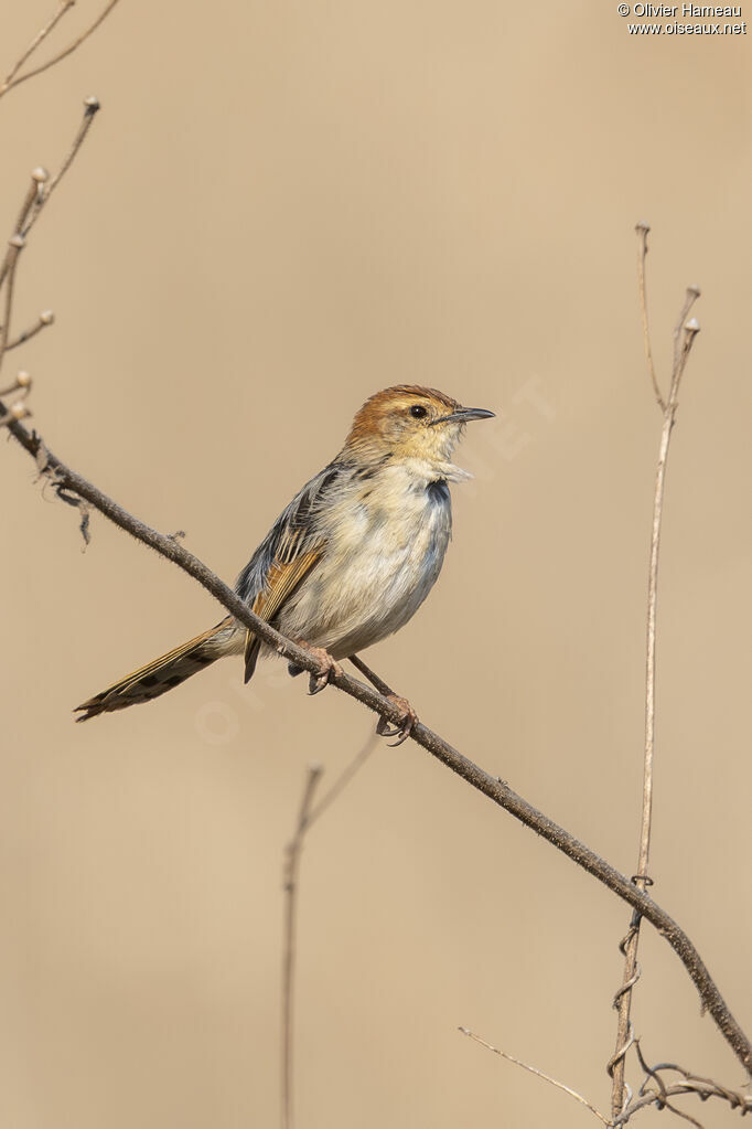 Cisticole à sonnette