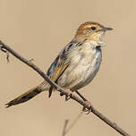 Cisticole à sonnette