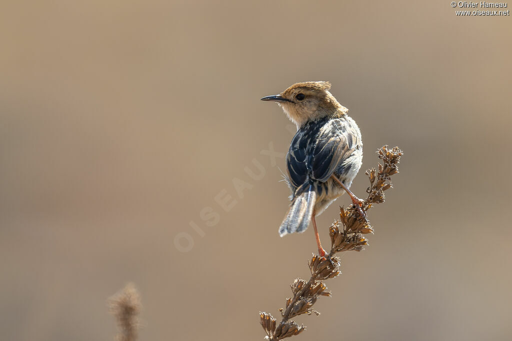Cisticole à sonnette, identification