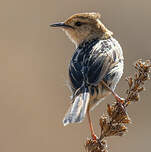 Cisticole à sonnette