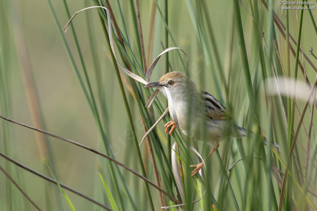 Cisticole à sonnetteadulte, identification, Nidification