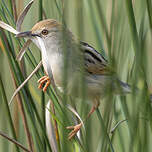 Cisticole à sonnette