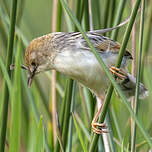 Cisticole à sonnette