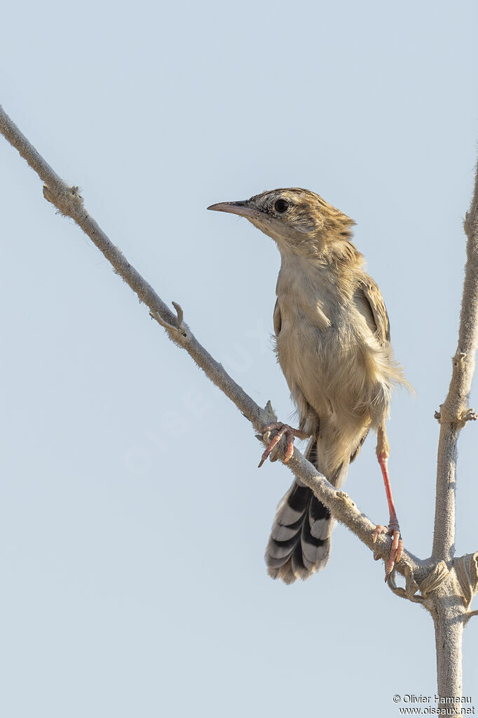 Desert Cisticolaadult, identification