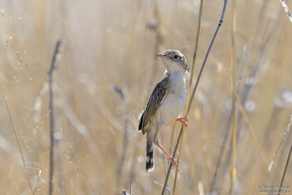 Desert Cisticolaadult, identification