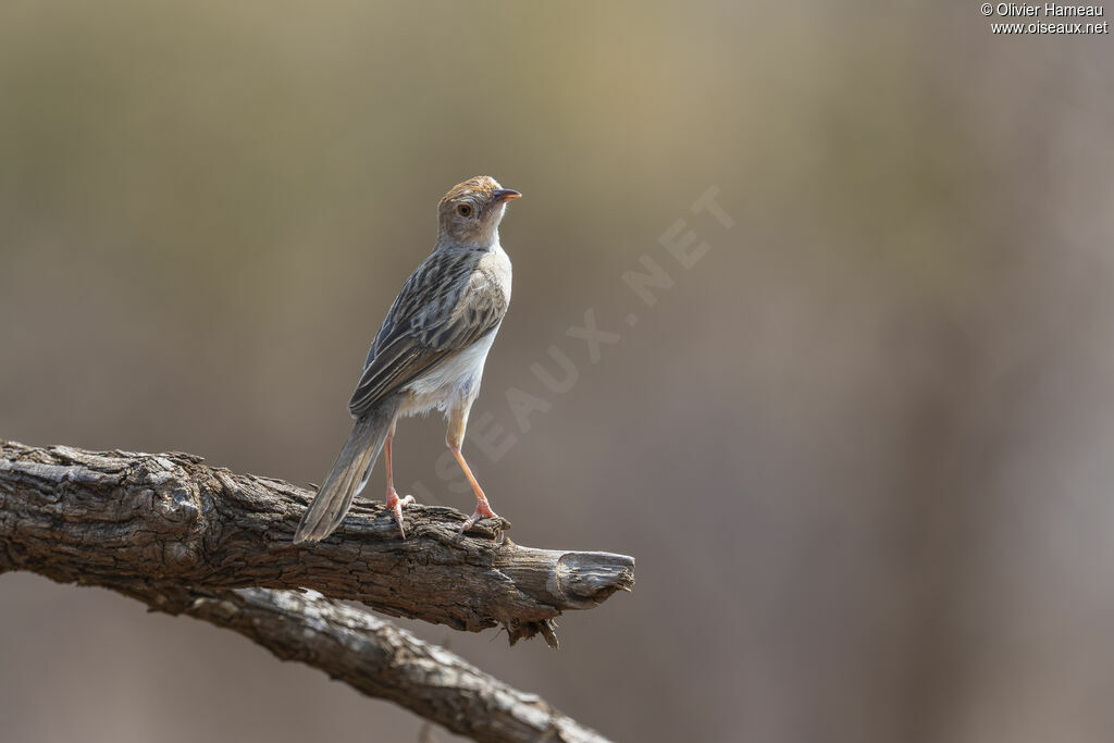 Cisticole grinçante, identification