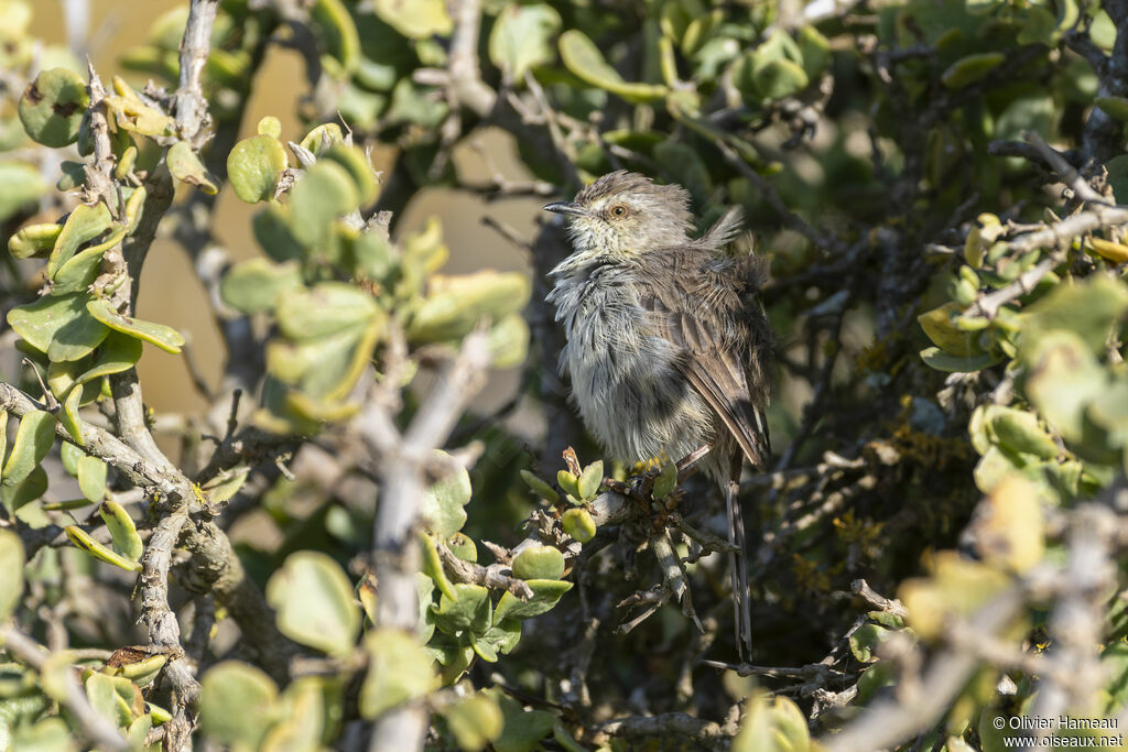 Cloud Cisticolaadult, identification
