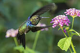Colibri jacobin