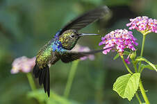 Colibri jacobin